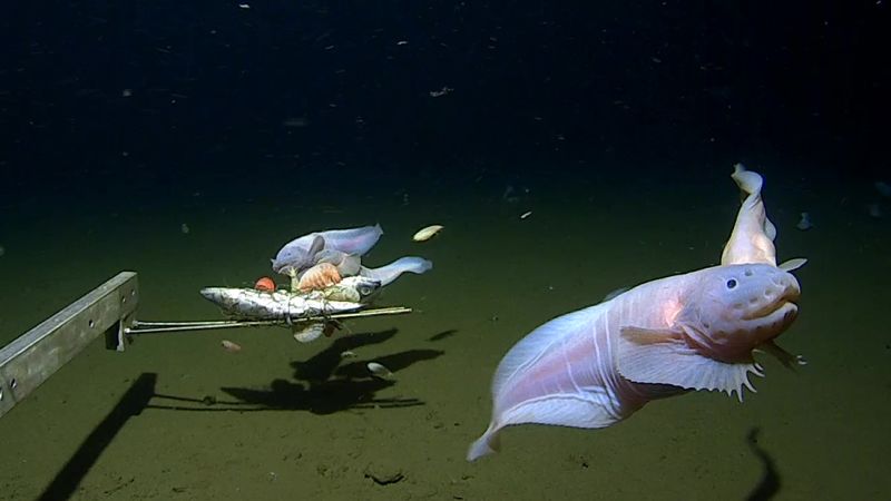Científicos filman peces más profundos en el fondo marino de Japón