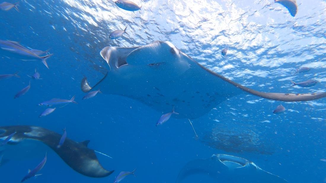 Nadar con mantarrayas podría ayudar a salvarlas