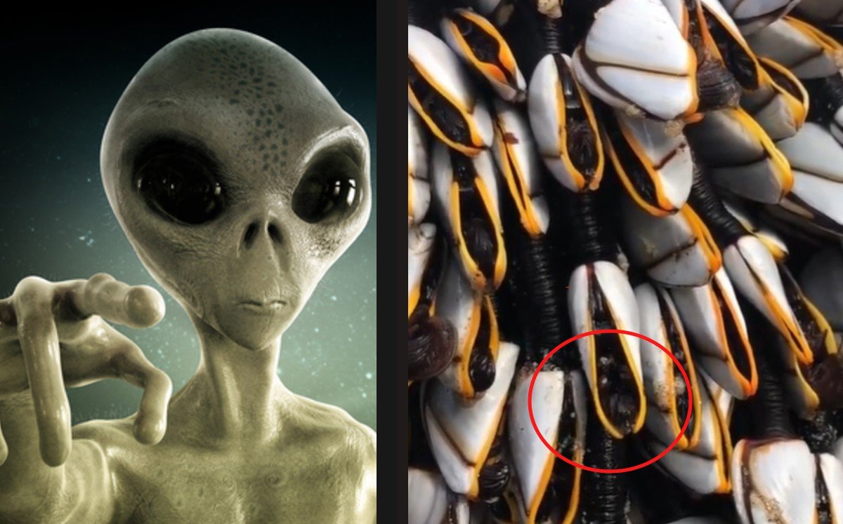 Inglaterra. Mujer halla extraños percebes: 'son aliens'; video viral