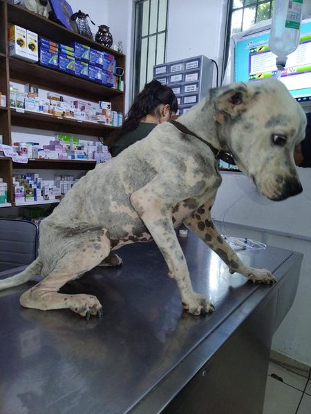 *Ecología rescata animal de evidente crueldad*