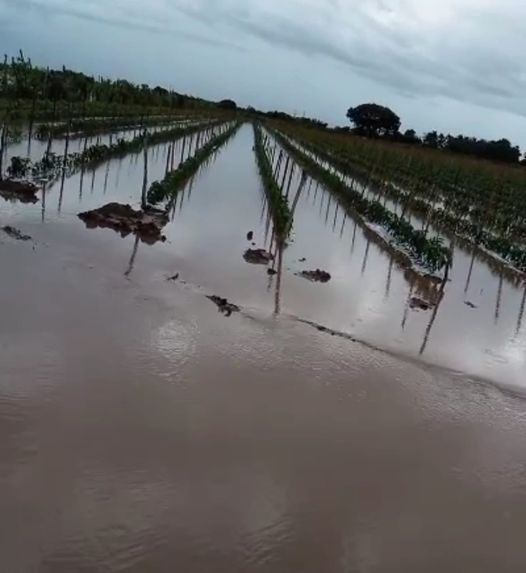Deja norma alrededor de 400 hectáreas de hortalizas bajo el agua en Mazatlán