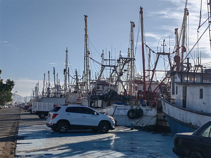 Pocos camaroneros regresaran a la pesca en altamar