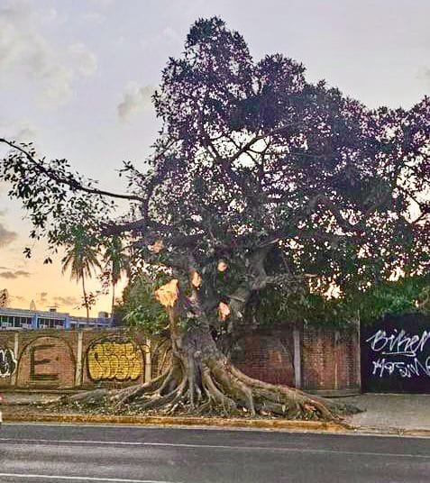 *Todo el peso de la ley para constructora que podó árbol en avenida Ejército Mex