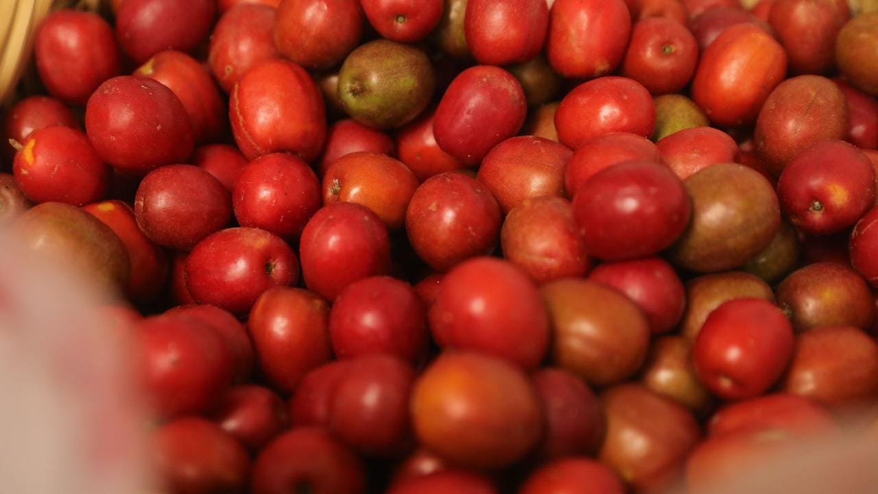 Invitan a la V Feria de la Ciruela en Aguacaliente de Gárate