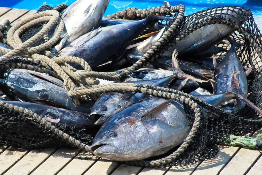 INICIAN ESTE MES CAPTURA Y VEDA TEMPORAL DE DIVERSAS ESOECIES MARINAS Y DULCEACU