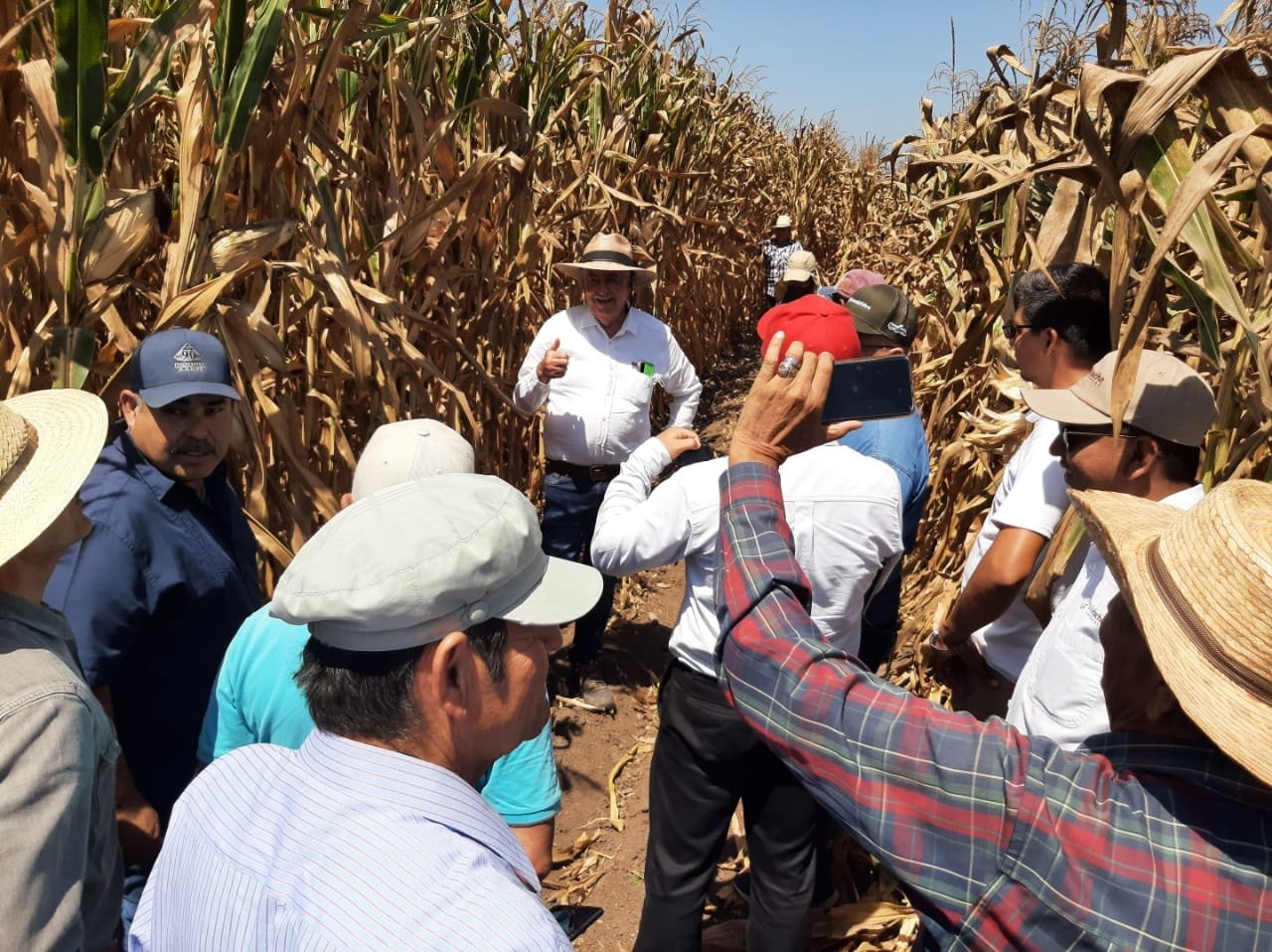 *Agricultura de conservación, alternativa productiva ante incremento de insumos*