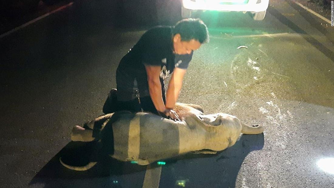 Trabajador de rescate tailandés utiliza resucitación cardiopulmonar para revivir a un bebé elefante