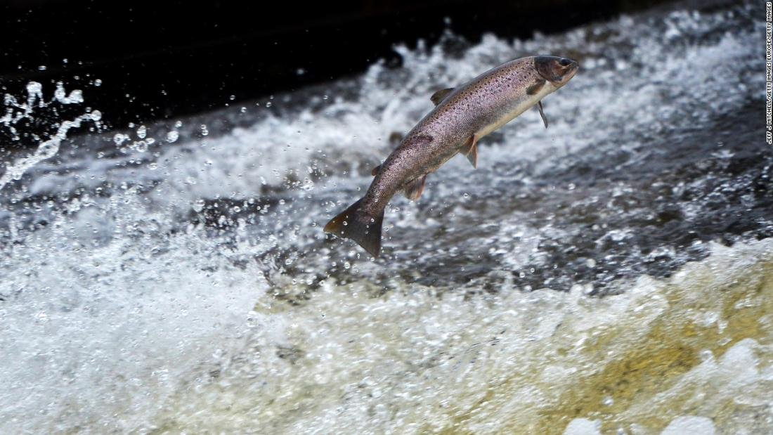 He aquí cómo ayudar al salmón del Atlántico a evitar la extinción