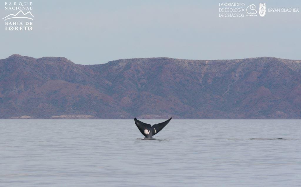 Baja California Sur. Llega ballena azul a Parque Nacional Bahía Loreto
