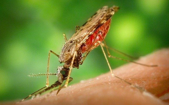 OMS advierte aumento de muertes por malaria en tiempos de coronavirus