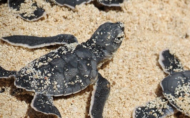 Por covid-19, el tráfico de animales aumentó en México