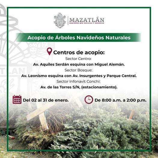 *¡No tires tu árbol navideño! El Gobierno de Mazatlán habilita tres centros de a