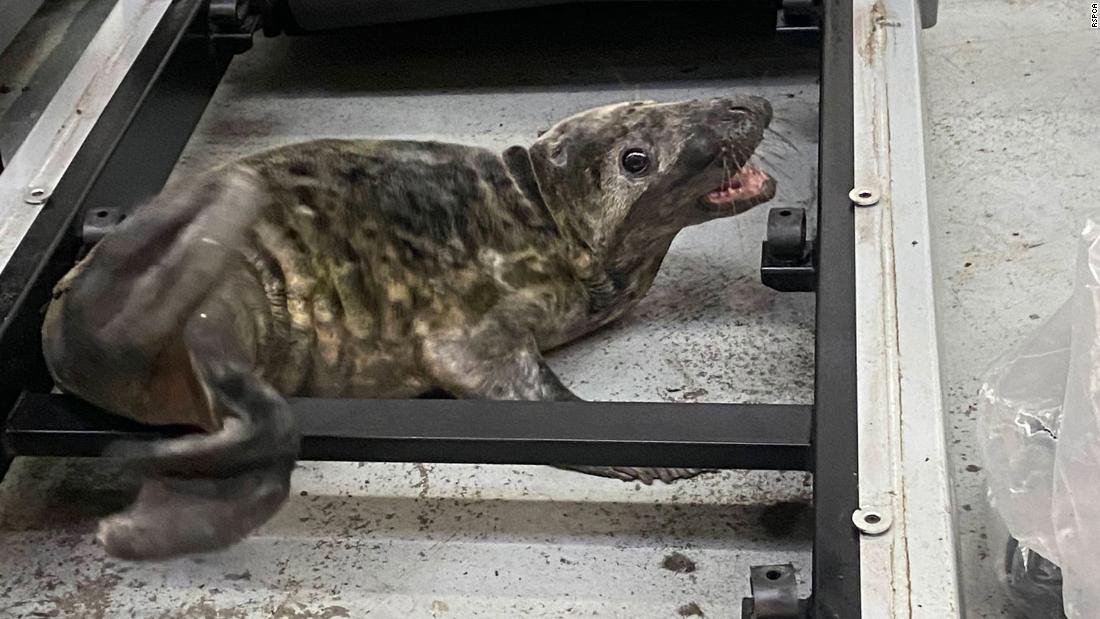 Las mejores fotos de rescate de animales de RSPCA del año incluyen una foca atrapada en una caminadora