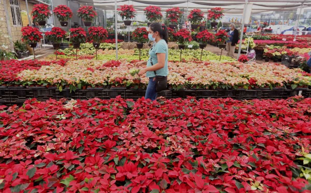 En Puebla ya están listos para la venta de Nochebuena