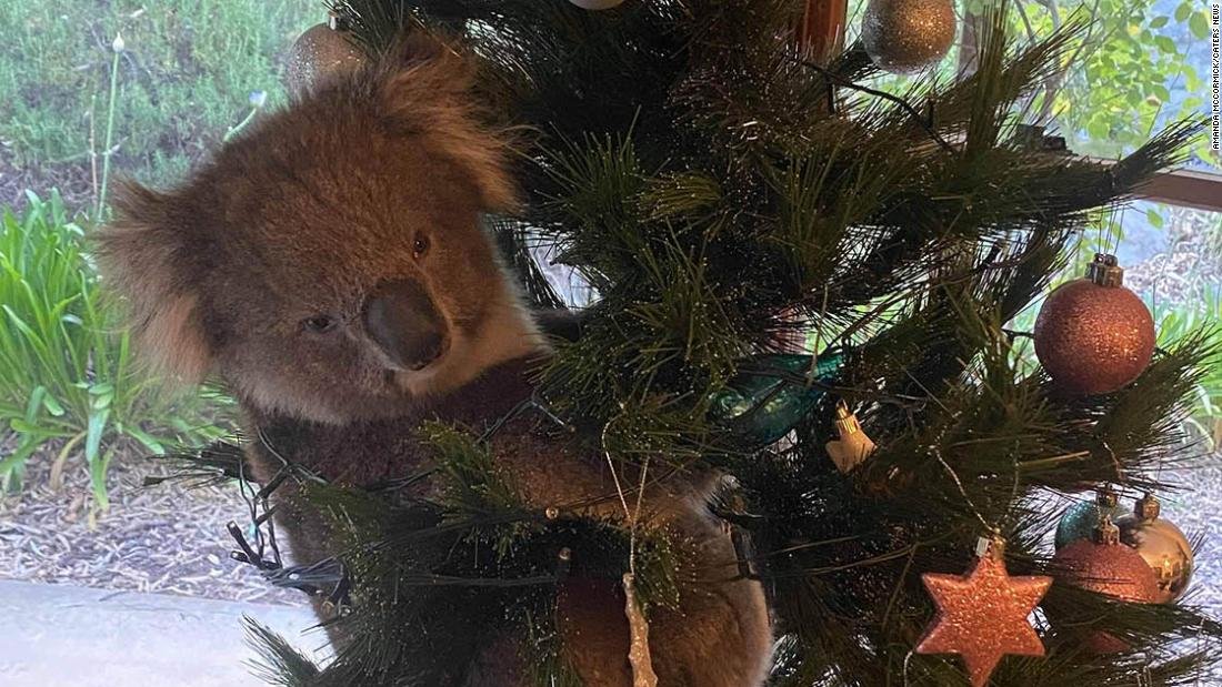 Hallan un koala en un árbol de Navidad australiano